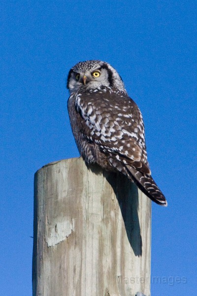 IMG_6637c.jpg - Northern Hawk-Owl (Surnia ulula)